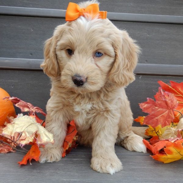 F1b Mini Goldendoodle Puppy for Sale