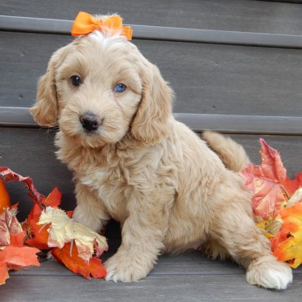 F1b Mini Goldendoodle Puppy for Sale