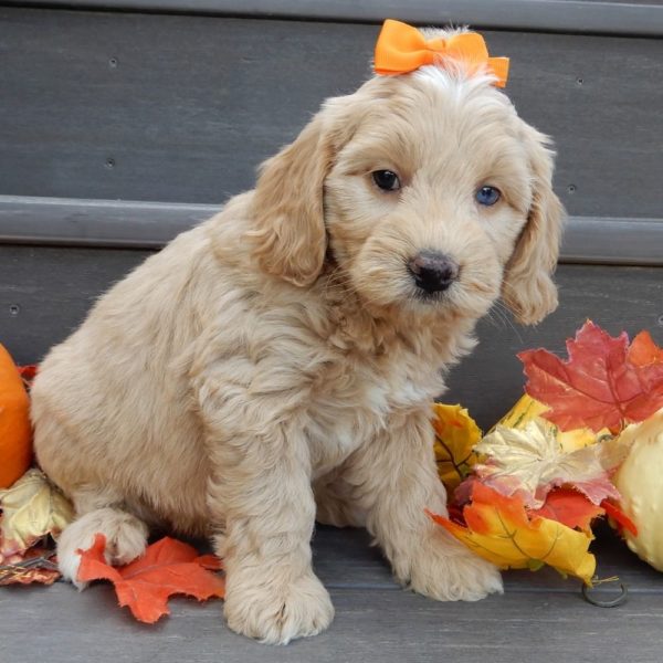 F1b Mini Goldendoodle Puppy for Sale