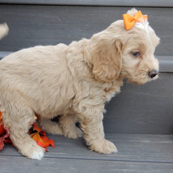 F1b Mini Goldendoodle Puppy for Sale