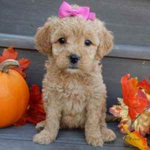 F1b Mini Goldendoodle Puppy for Sale