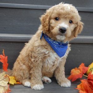 F1b Mini Goldendoodle Puppy for Sale