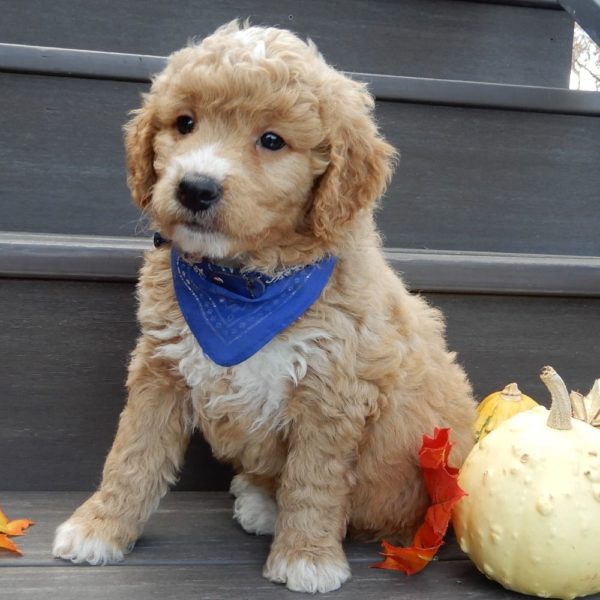 F1b Mini Goldendoodle Puppy for Sale