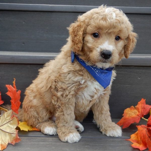 F1b Mini Goldendoodle Puppy for Sale