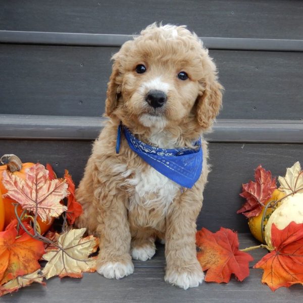 F1b Mini Goldendoodle Puppy for Sale