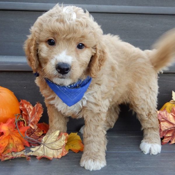 F1b Mini Goldendoodle Puppy for Sale