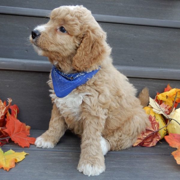 F1b Mini Goldendoodle Puppy for Sale