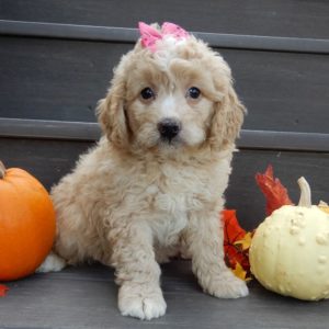 F1b Mini Goldendoodle Puppy for Sale