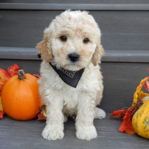 F1b Mini Goldendoodle Puppy for Sale