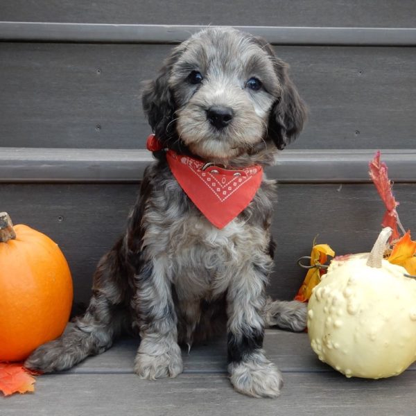 F1b Mini Goldendoodle Puppy for Sale