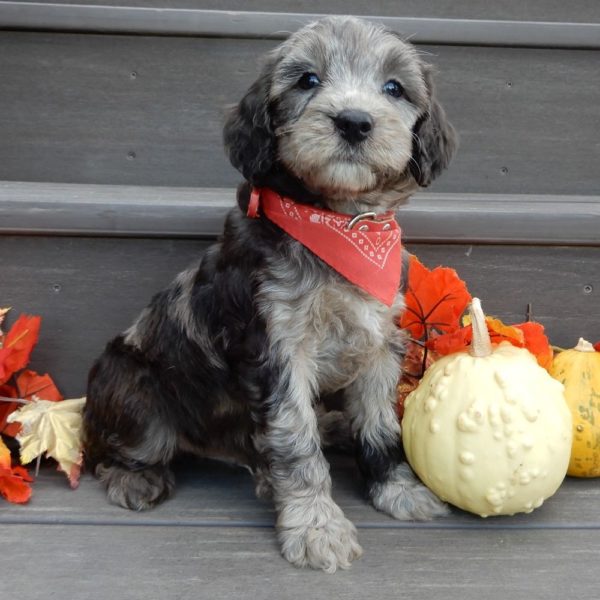 F1b Mini Goldendoodle Puppy for Sale