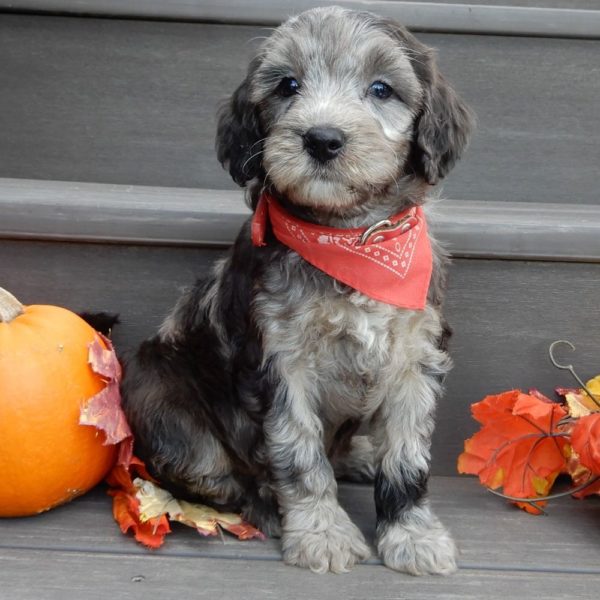 F1b Mini Goldendoodle Puppy for Sale