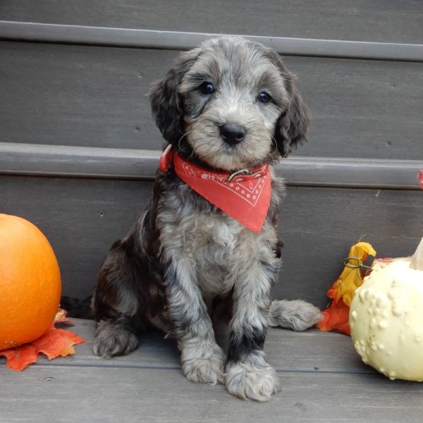 F1b Mini Goldendoodle Puppy for Sale