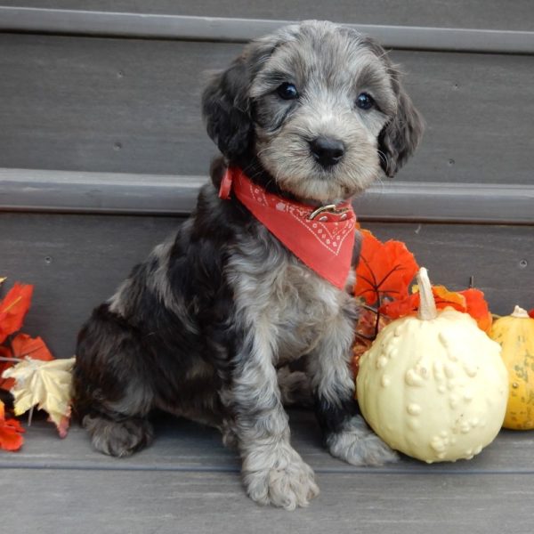 F1b Mini Goldendoodle Puppy for Sale