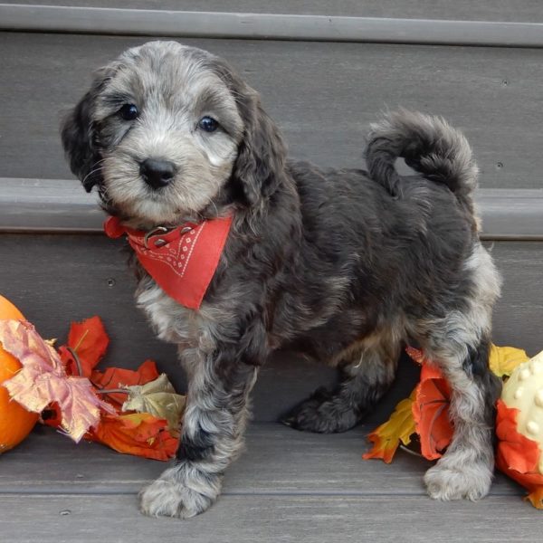 F1b Mini Goldendoodle Puppy for Sale