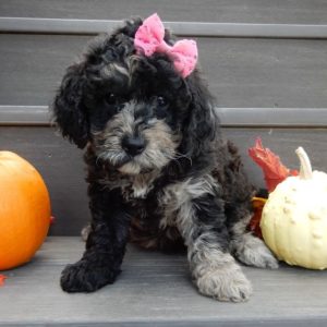 F1b Mini Goldendoodle Puppy for Sale