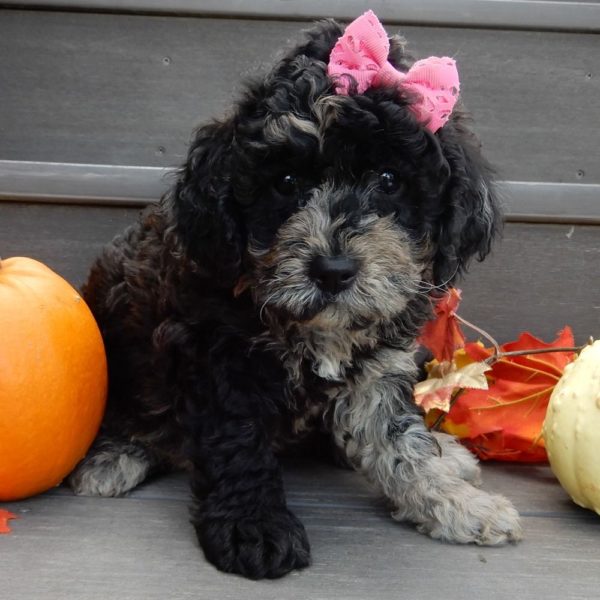 F1b Mini Goldendoodle Puppy for Sale