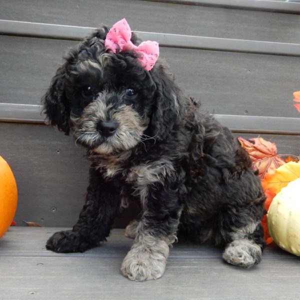 F1b Mini Goldendoodle Puppy for Sale