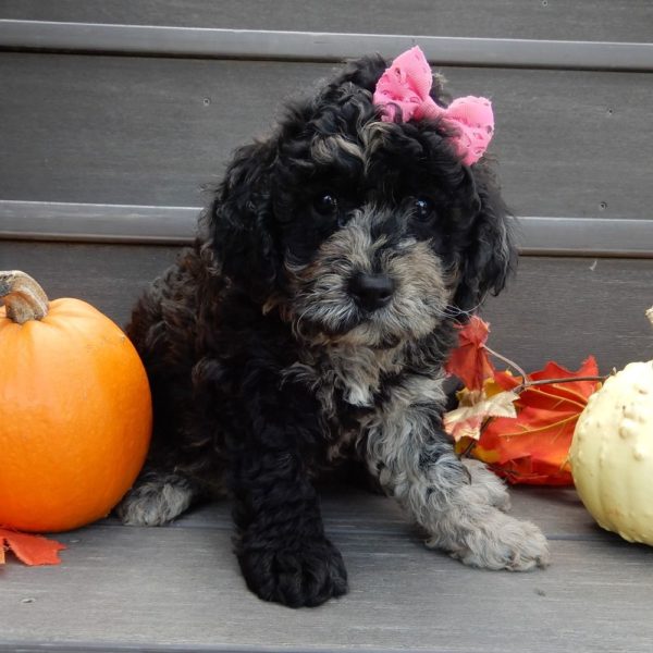 F1b Mini Goldendoodle Puppy for Sale