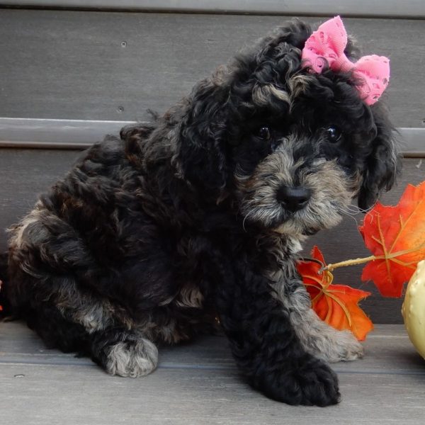 F1b Mini Goldendoodle Puppy for Sale