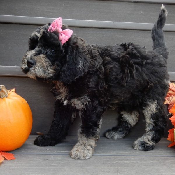 F1b Mini Goldendoodle Puppy for Sale