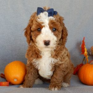 F1b Mini Goldendoodle Puppy for Sale