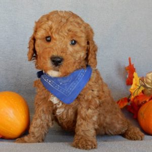 F1b Mini Goldendoodle Puppy for Sale