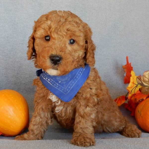 F1b Mini Goldendoodle Puppy for Sale