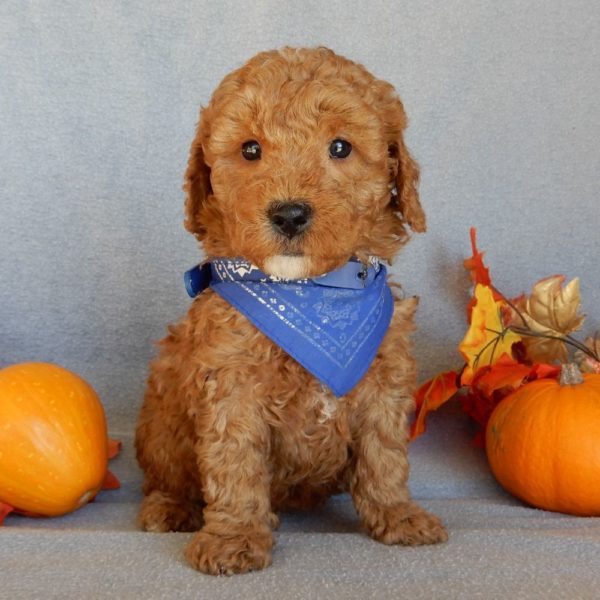 F1b Mini Goldendoodle Puppy for Sale