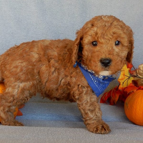 F1b Mini Goldendoodle Puppy for Sale