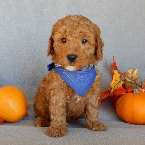 F1b Mini Goldendoodle Puppy for Sale