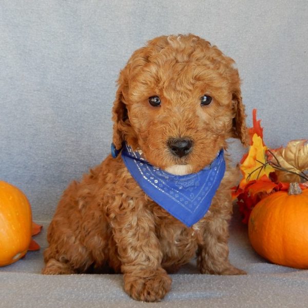 F1b Mini Goldendoodle Puppy for Sale