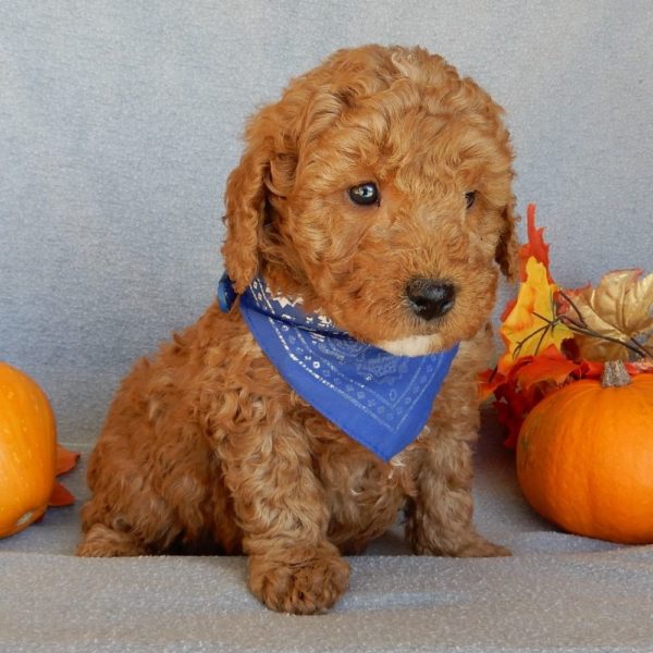 F1b Mini Goldendoodle Puppy for Sale