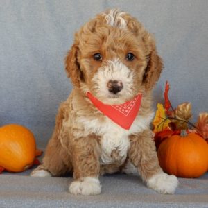 F1b Mini Goldendoodle Puppy for Sale