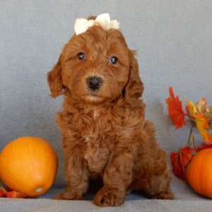 F1b Mini Goldendoodle Puppy for Sale