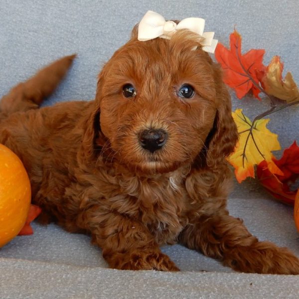 F1b Mini Goldendoodle Puppy for Sale