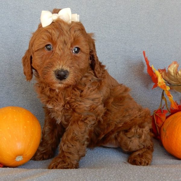 F1b Mini Goldendoodle Puppy for Sale