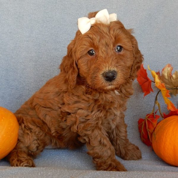 F1b Mini Goldendoodle Puppy for Sale