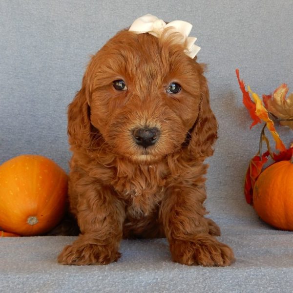 F1b Mini Goldendoodle Puppy for Sale