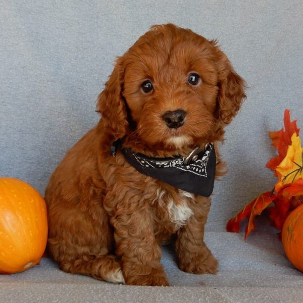 F1b Mini Goldendoodle Puppy for Sale