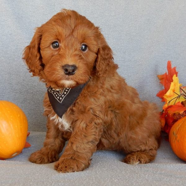 F1b Mini Goldendoodle Puppy for Sale