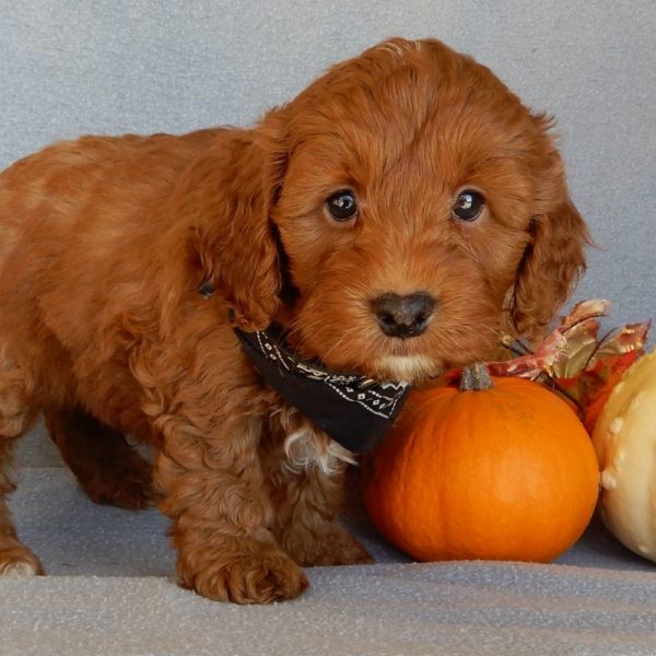 F1b Mini Goldendoodle Puppy for Sale