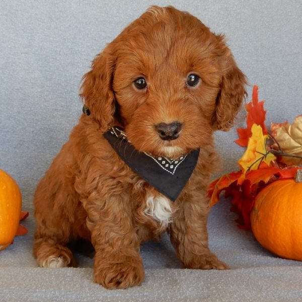 F1b Mini Goldendoodle Puppy for Sale