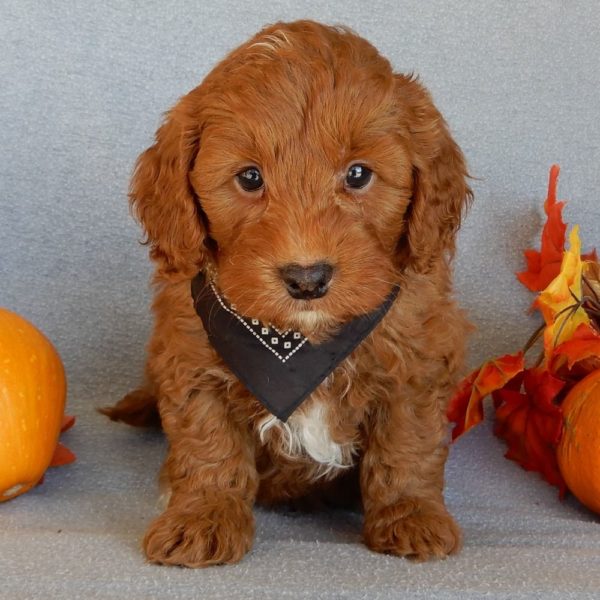 F1b Mini Goldendoodle Puppy for Sale