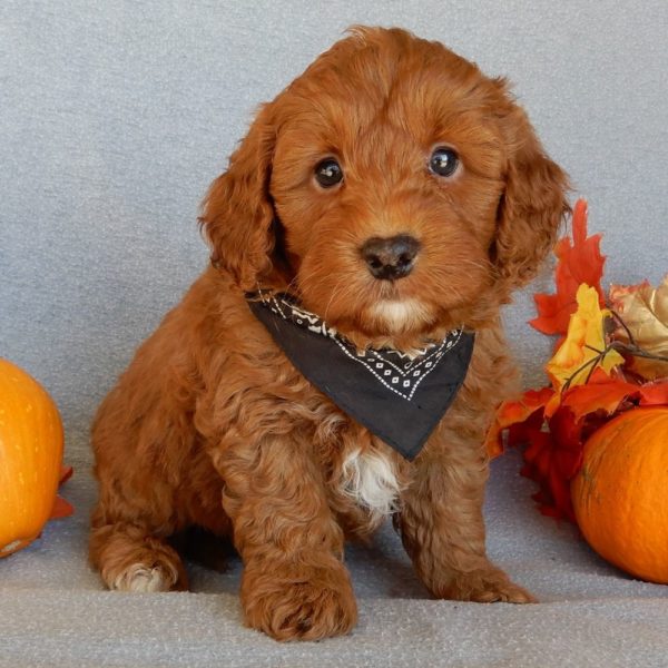 F1b Mini Goldendoodle Puppy for Sale