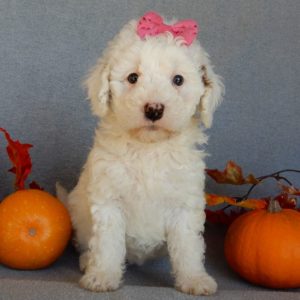 F1b Mini Goldendoodle Puppy for Sale