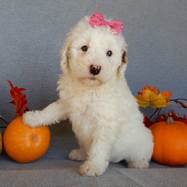 F1b Mini Goldendoodle Puppy for Sale