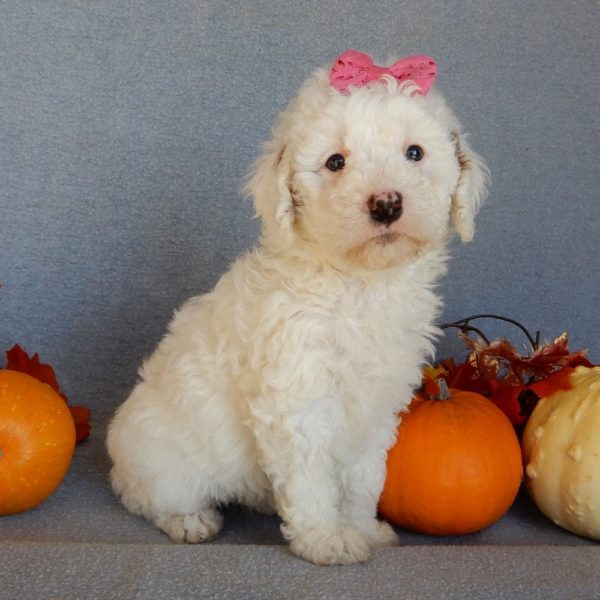 F1b Mini Goldendoodle Puppy for Sale