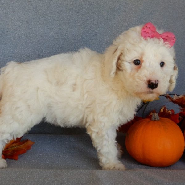 F1b Mini Goldendoodle Puppy for Sale