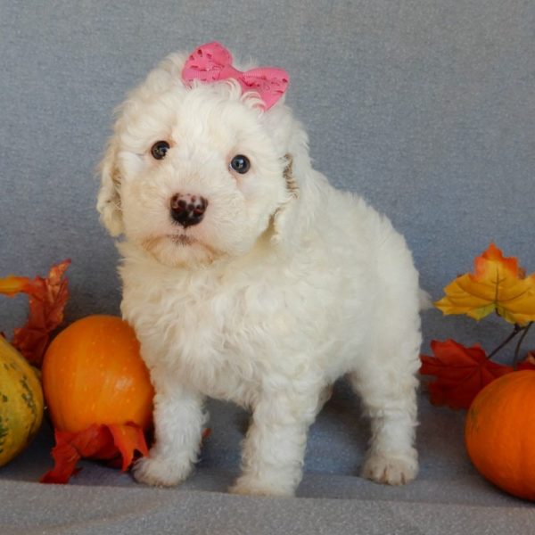 F1b Mini Goldendoodle Puppy for Sale